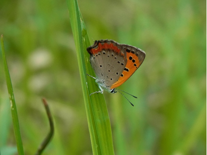 生物多様性サテライトセンターがオープン！！