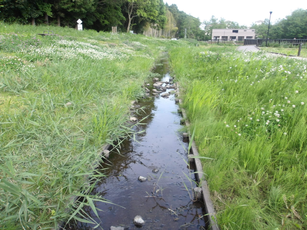（開催終了）谷戸の生きもの観察会