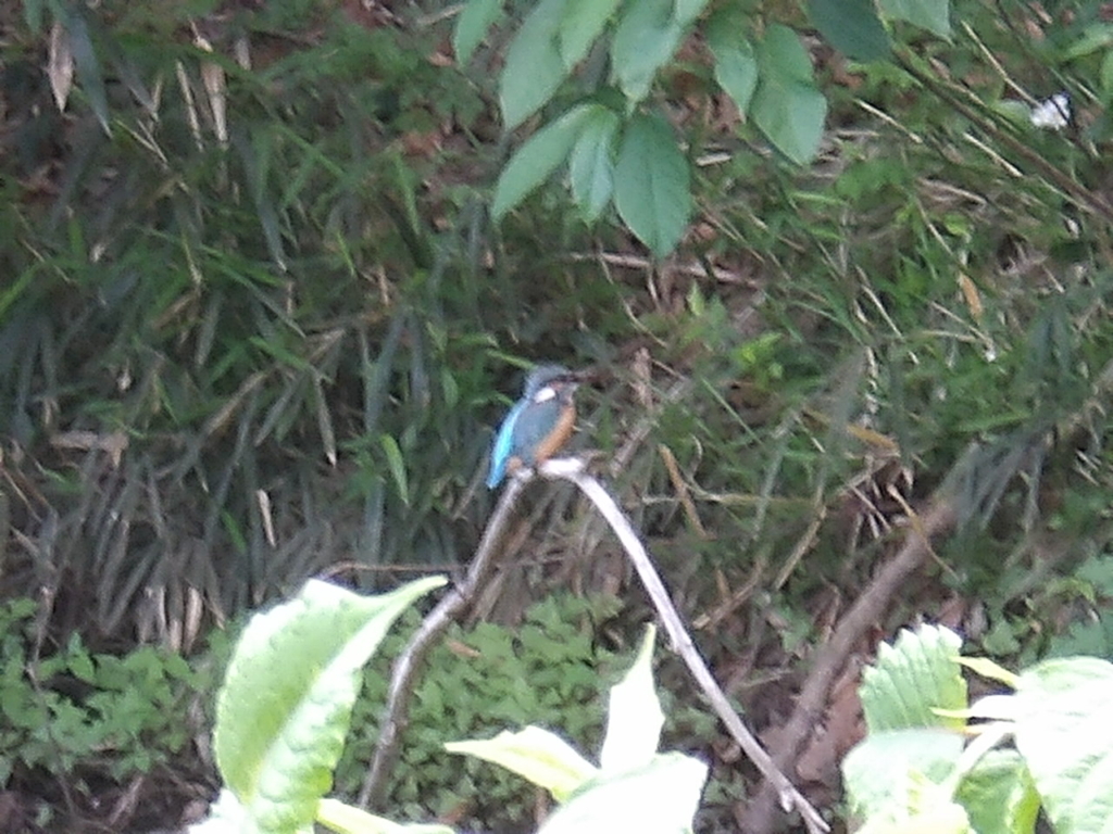 （開催終了）初夏の野鳥観察会