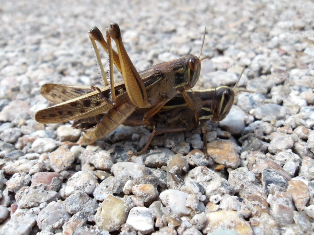 （開催終了）昆虫観察会