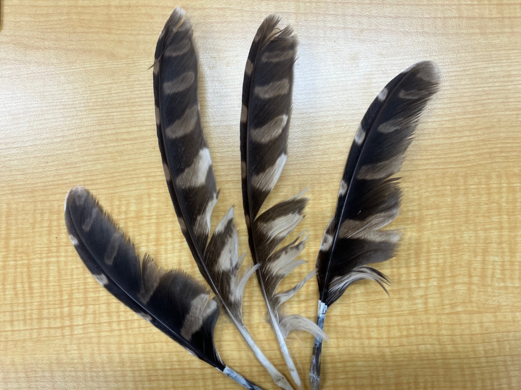 （開催終了）遠藤の昆虫・鳥・植物の観察会