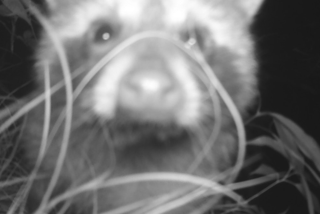 （開催終了）哺乳類観察会