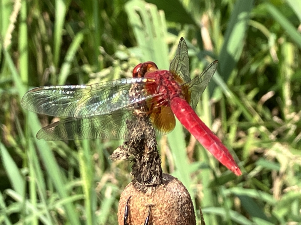 （開催終了）昆虫観察会