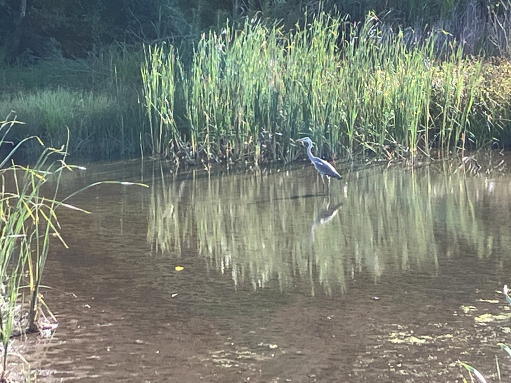 （開催終了）秋の野鳥観察会