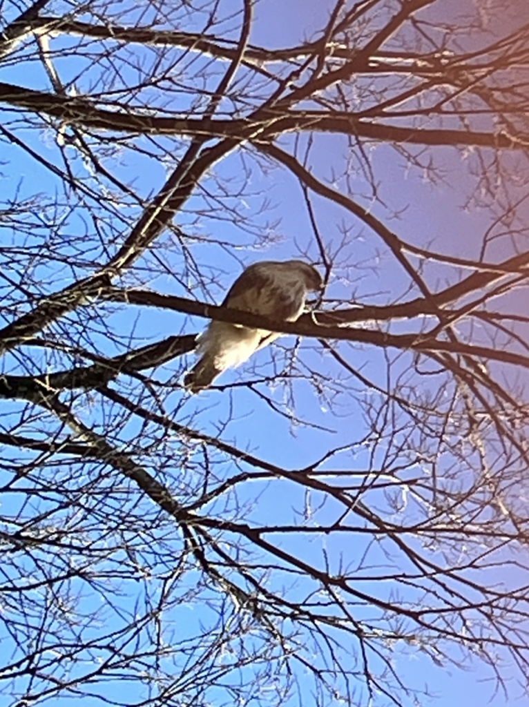 （開催終了）冬の野鳥観察会