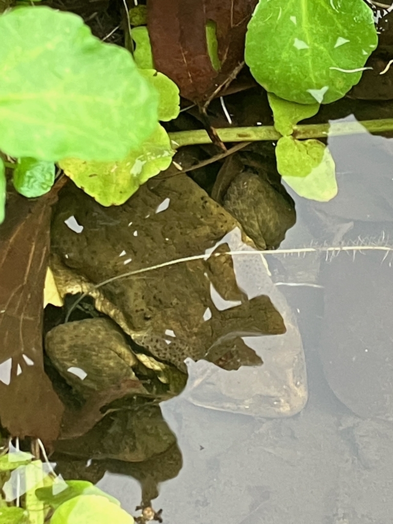 【開催終了】谷戸の生きもの観察会