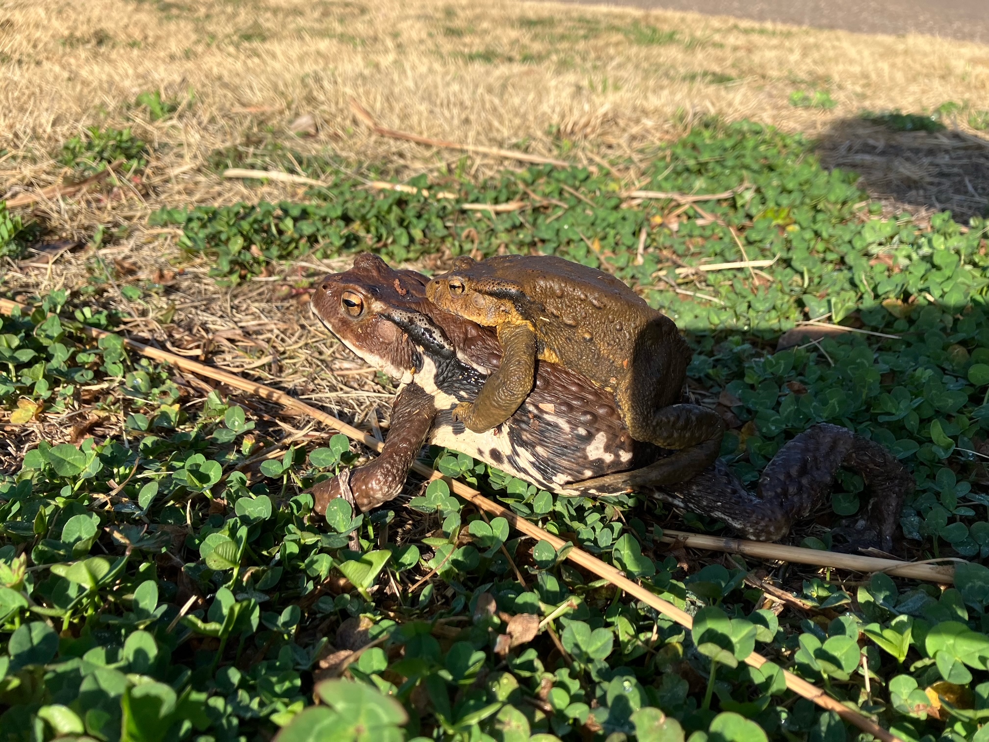 カエルの歌が… | 藤沢市遠藤笹窪谷公園 生物多様性サテライトセンター