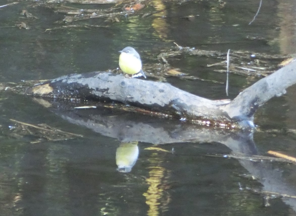 【開催終了】初夏の野鳥観察会