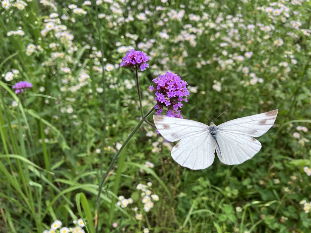 【開催終了】6月のチョウの観察会