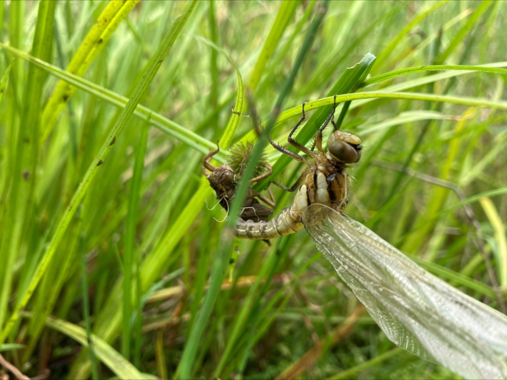 【受付終了】昆虫観察会～トンボ編～