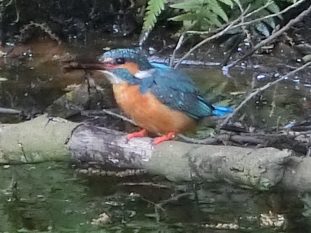 【受付終了】秋の野鳥観察会