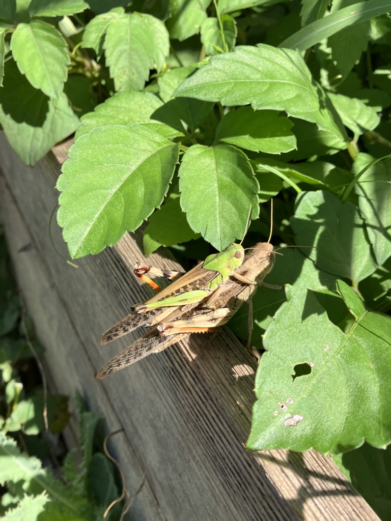 【開催終了】昆虫観察会(バッタ、鳴く虫)