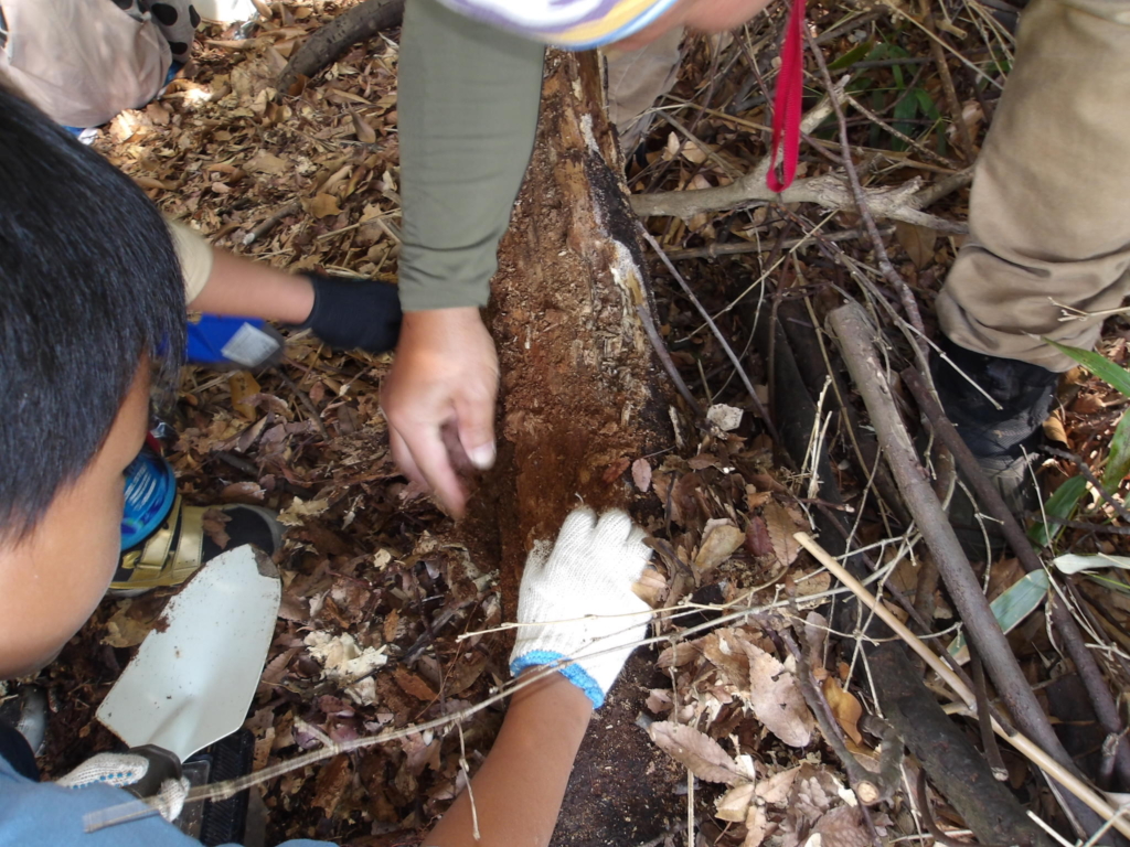 (開催終了）土壌動物観察会