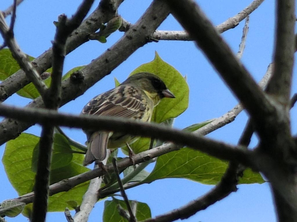 【開催終了】冬の野鳥観察会