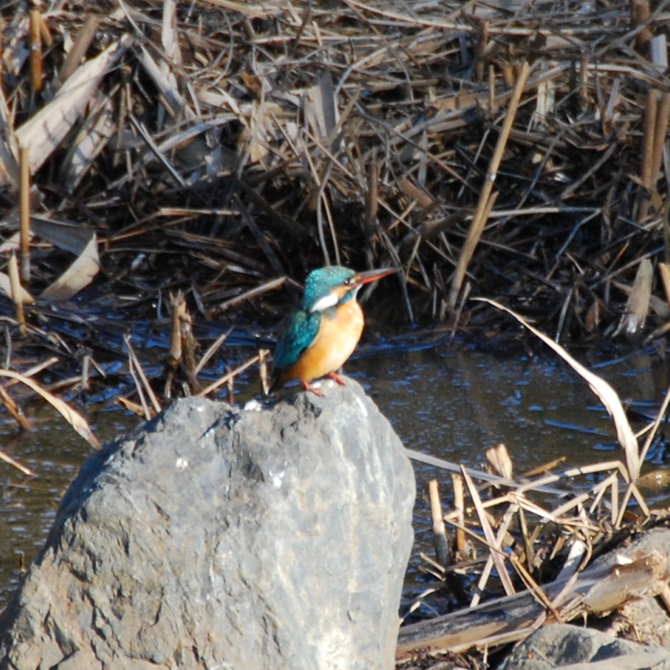 【４月15日（水）受付開始】初夏の野鳥観察会