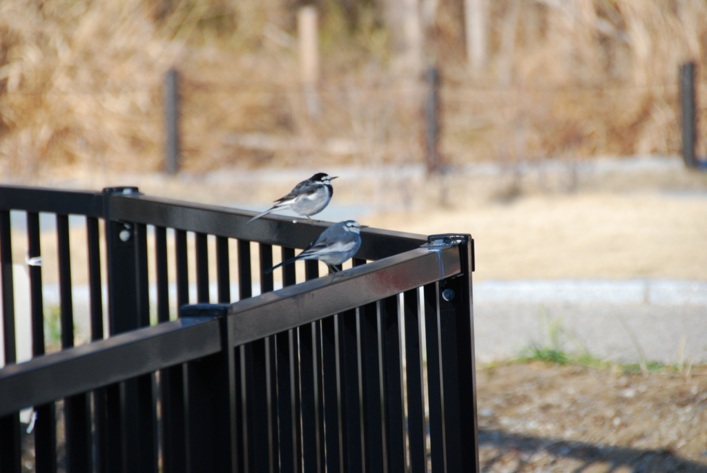 【開催終了】冬の野鳥観察会　