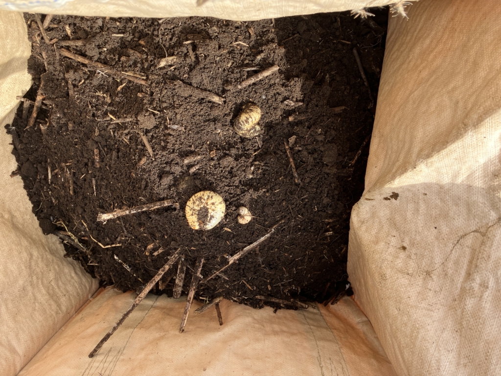 シリーズ　カブトムシの飼育に挑戦！　2