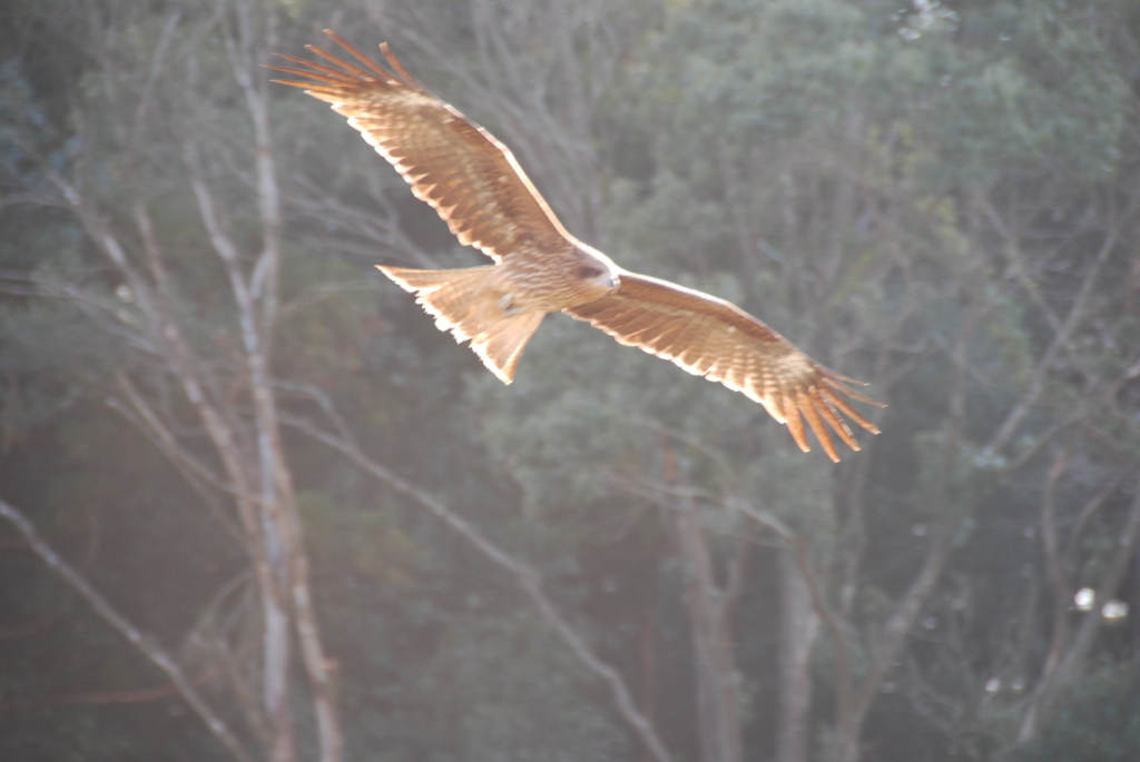 【開催終了】初夏の野鳥観察会