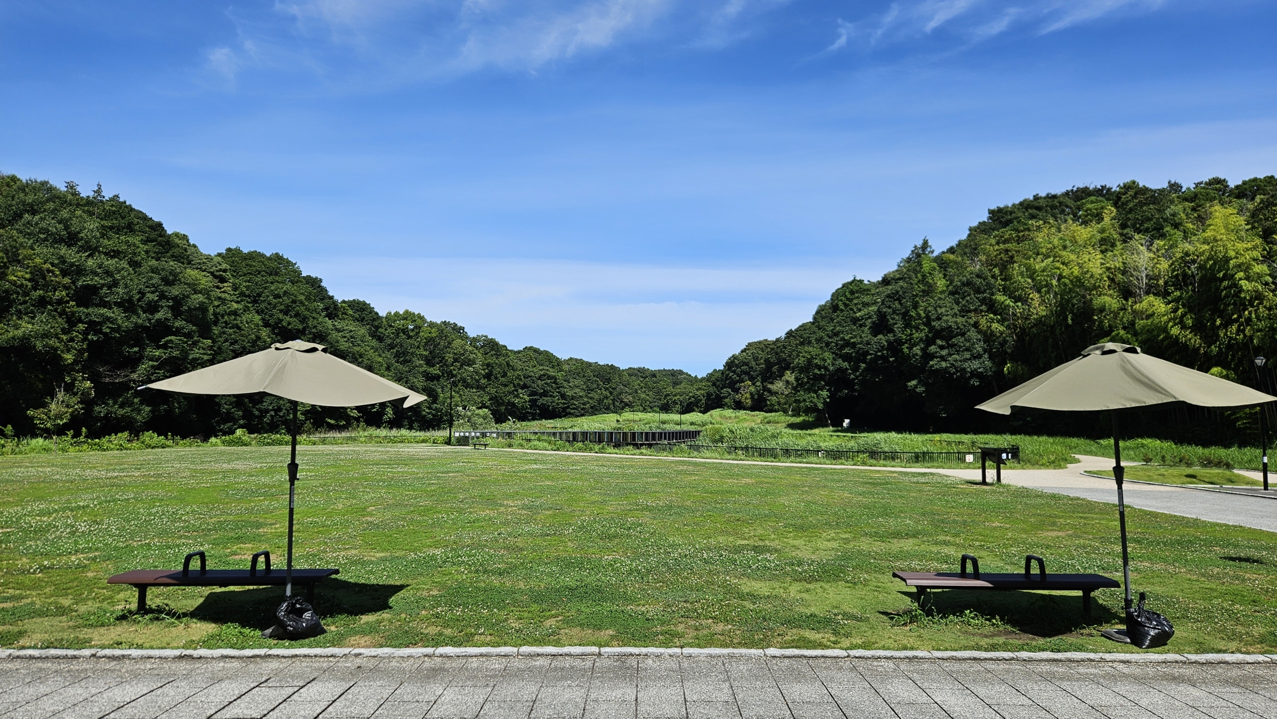 シュロチク　※要掘り出し、引き取り限定！　藤沢市 夏休みになりました！公園利用の皆様へ | 藤沢市遠藤笹窪谷公園 生物